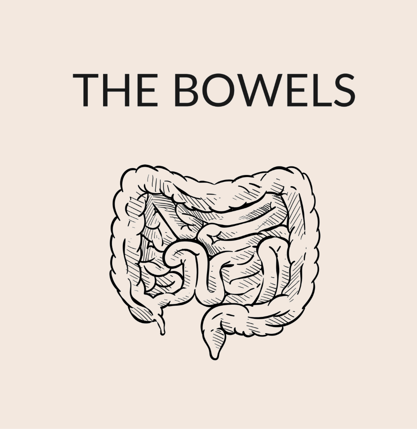 The Bowels