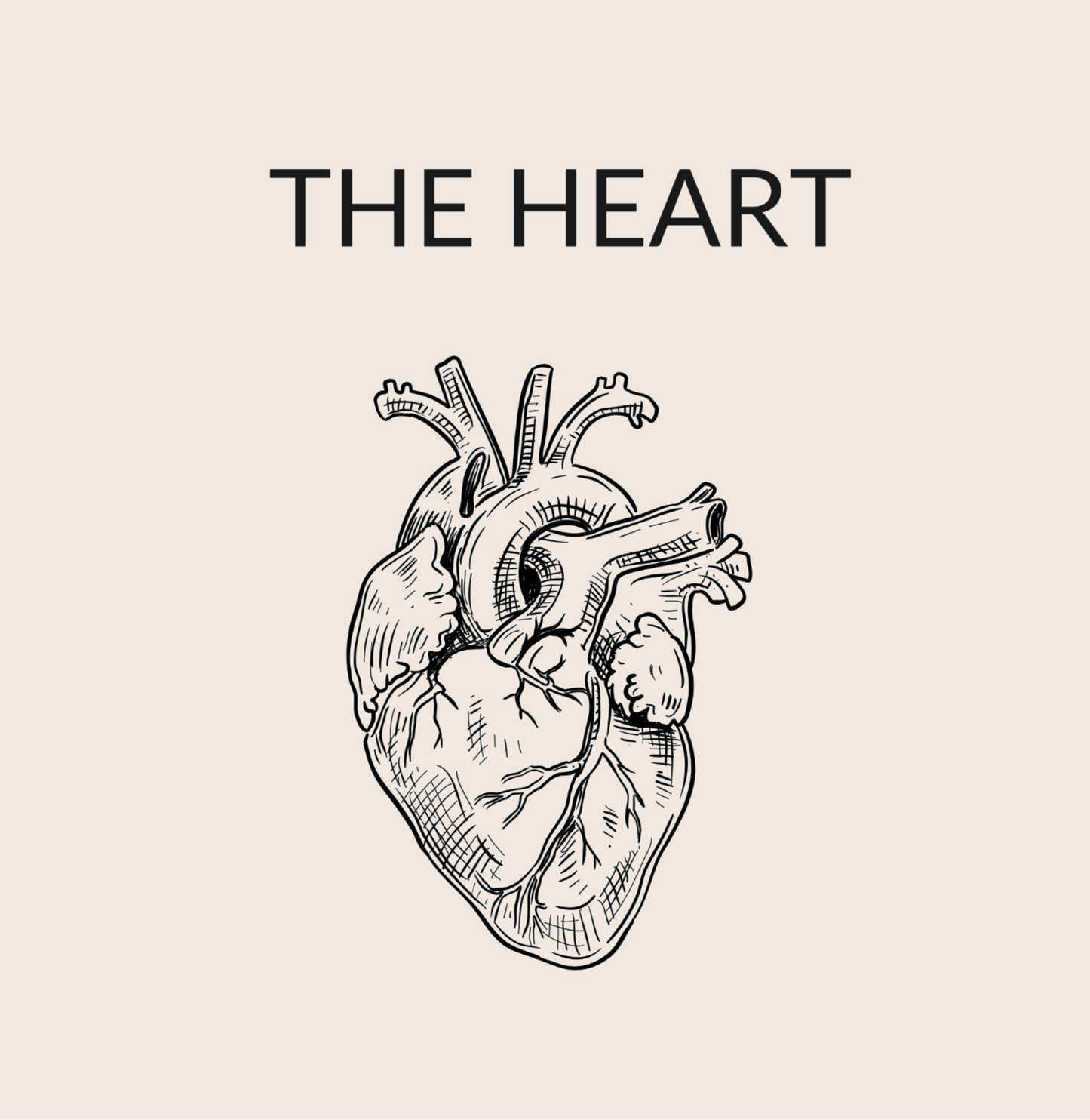 The Heart