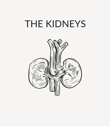 The Kidneys