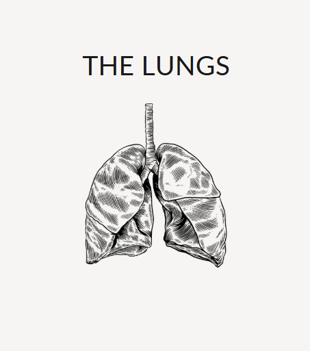 The Lungs