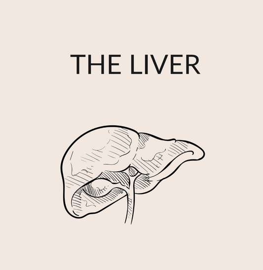 The Liver