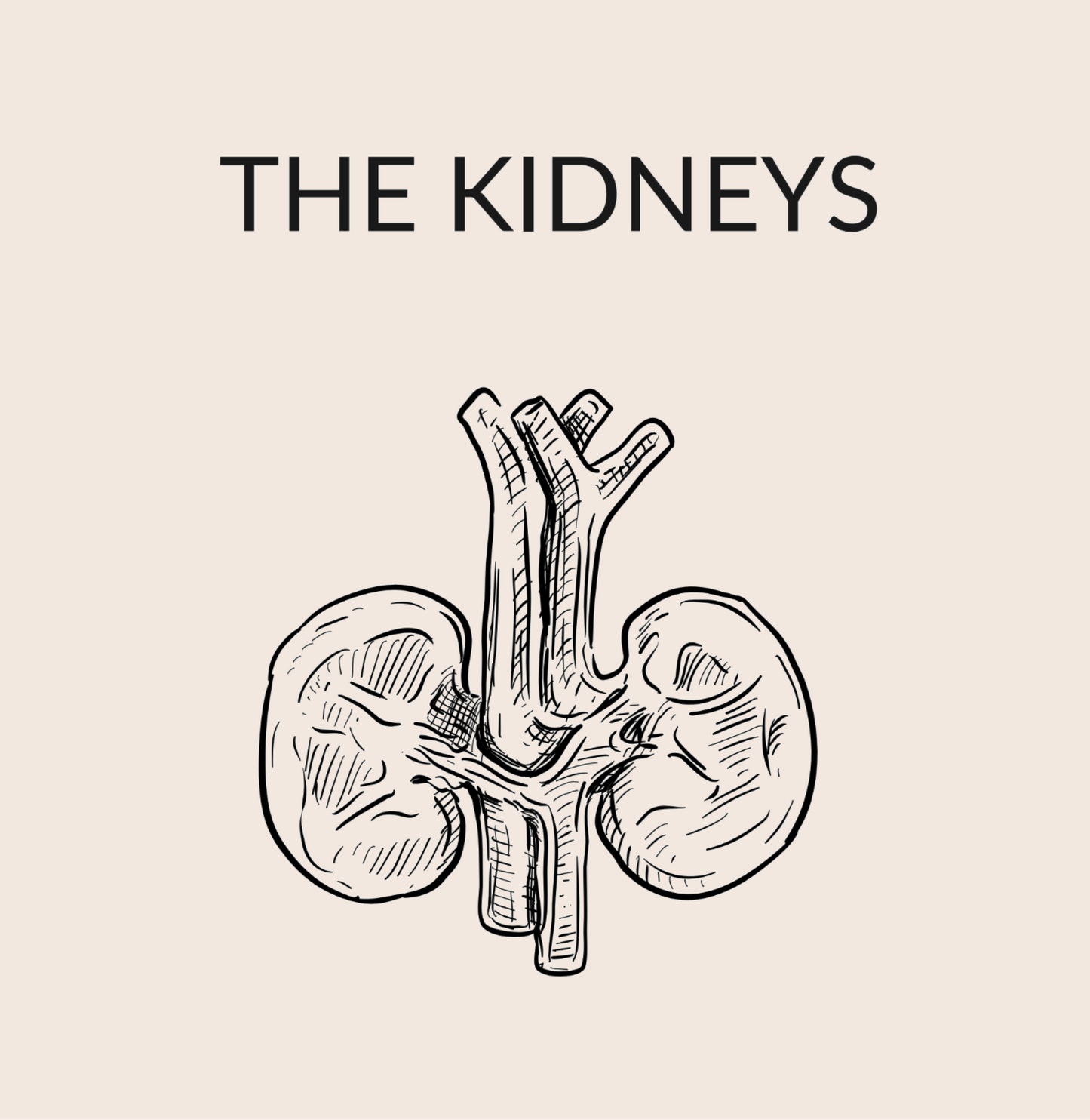 The Kidneys