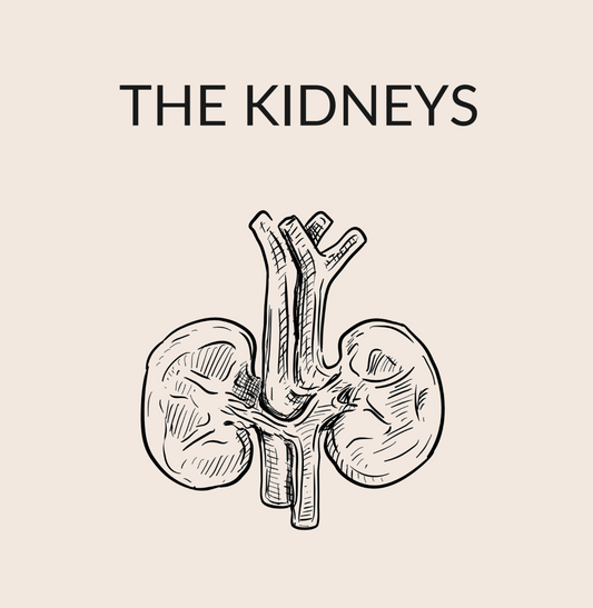 The Kidneys
