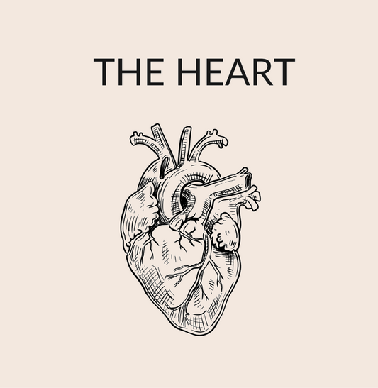 The Heart