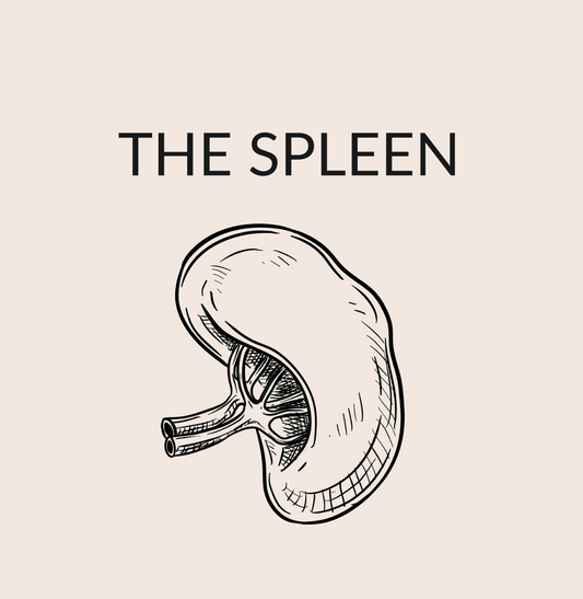 The Spleen
