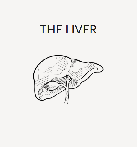 The Liver