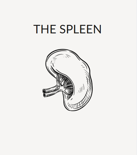 The Spleen